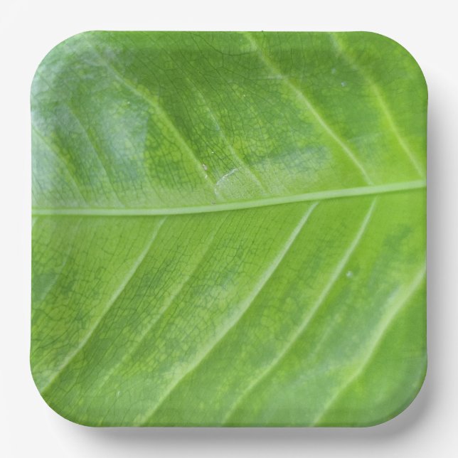 Assiettes En Carton Plaque de papier Carré de 9 pouces avec vert encha (Recto)