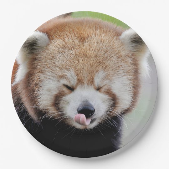 Assiettes En Carton Plaque De Papier Photo Panda Rouge Panda Roux Ani Zazzle Fr