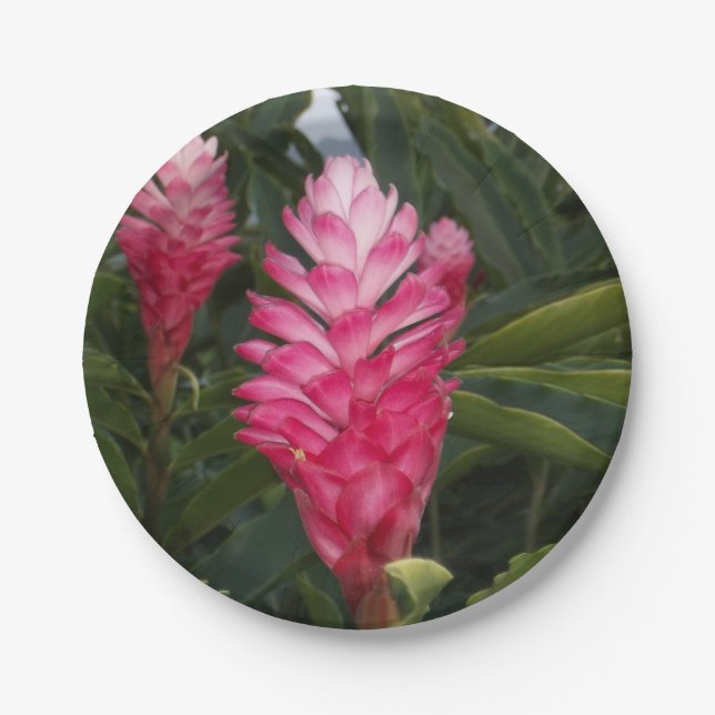 Assiettes En Carton Plaque de papier rouge Ginger (Devant)