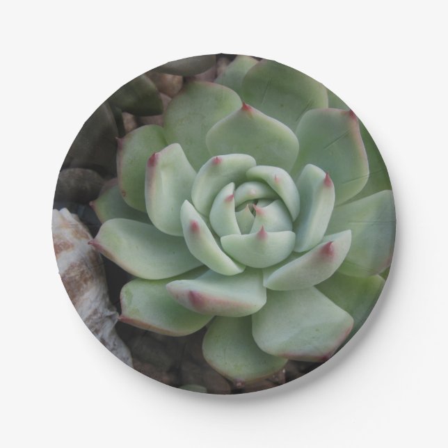 Assiettes En Carton Plaque de papier succulente (Devant)