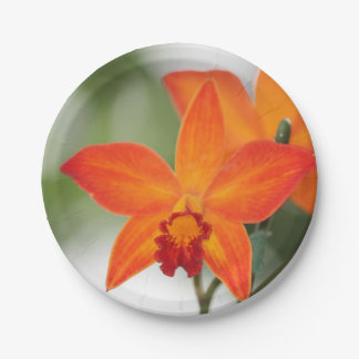 Assiettes En Carton Plaque en papier orangé tropical