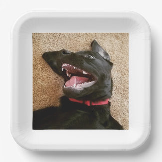 Assiettes En Carton Plaques Ashley Noms