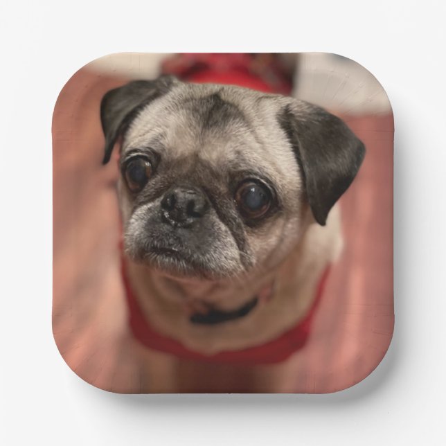 Assiettes En Carton Plaques carlin (Recto)