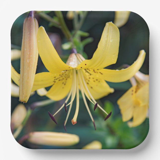 Assiettes En Carton Plaques de papier (Recto)