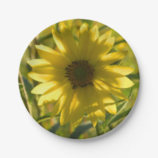 Assiettes En Carton Plaques de papier à brillance de tournesol