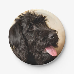 Assiettes En Carton Plaques de papier Labradoodle, 7 pouces