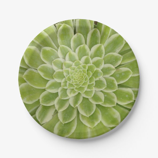 Assiettes En Carton Plaques de papier succulentes (Devant)