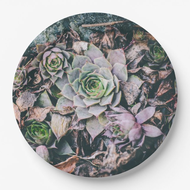 Assiettes En Carton Plaques de papier succulentes (Devant)