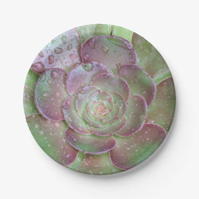 Assiettes En Carton Plaques de papier succulentes (Devant)