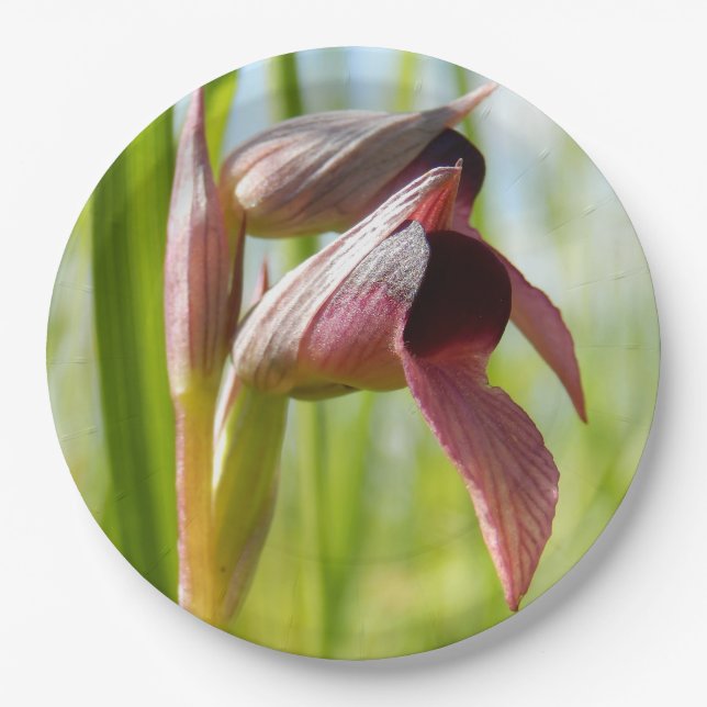 Assiettes En Carton Plaques en papier orchidée de langue (Devant)