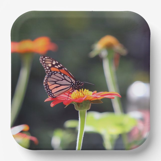 Assiettes En Carton Plaques Papier papillon (Recto)