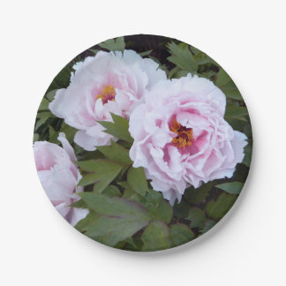 Assiettes En Carton Plate de papier de belles pivoines