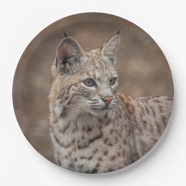 Assiettes En Carton Portrait d'un Bobcat (Devant)
