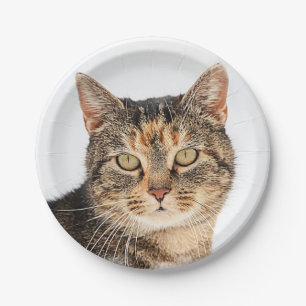 Assiettes En Carton Portrait d'un chat