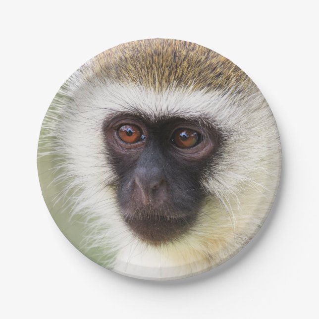 Assiettes En Carton Portrait mignon de singe (Devant)