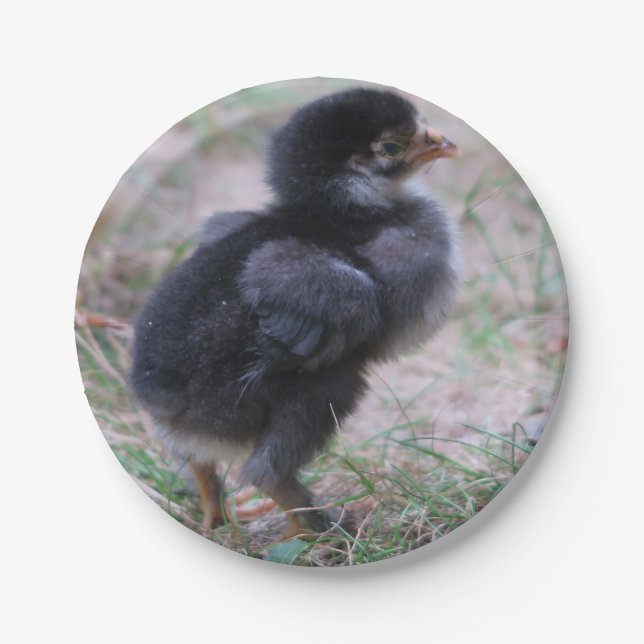 Assiettes En Carton poulet, poussins, poulets, poussins, animal, oisea (Devant)