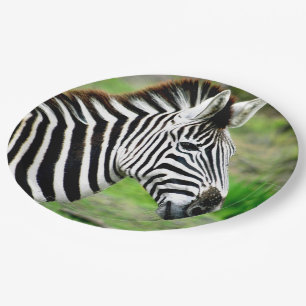 Assiettes En Carton Profil Zebra