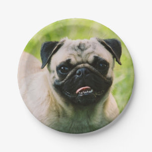 Assiettes En Carton pug-13