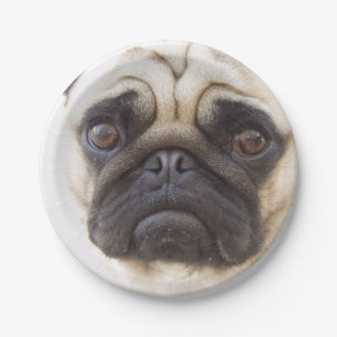 Assiettes En Carton pug-7