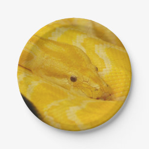 Assiettes En Carton Python birman jaune