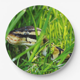 Assiettes En Carton python de boule dans grass.png