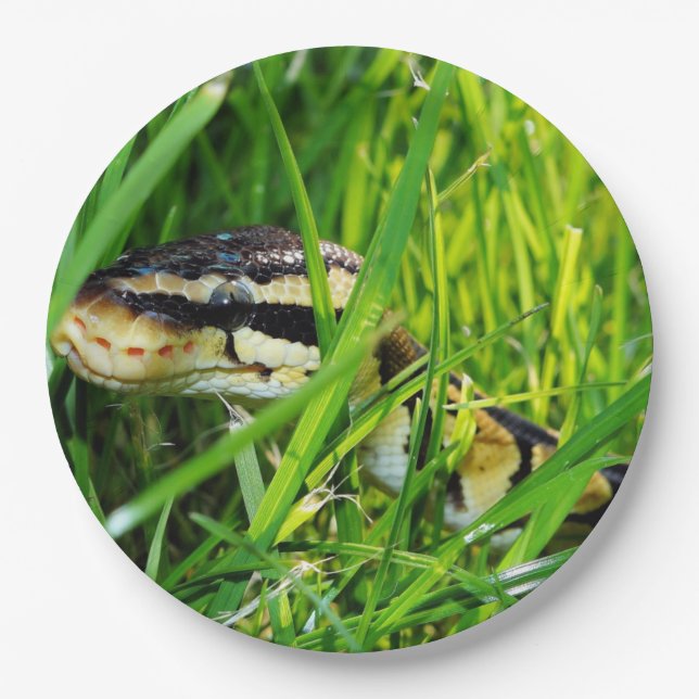 Assiettes En Carton python de boule dans grass.png (Devant)