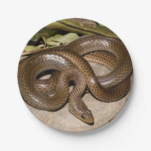 Assiettes En Carton Ratsnake chinois