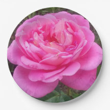 Rose romantique 'Léonard de Vinci'