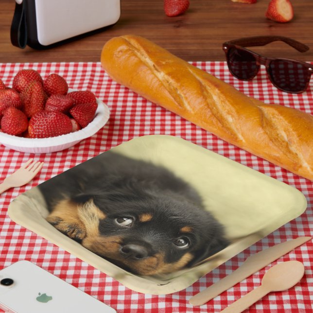 Assiettes En Carton Rottweiler Puppy (Pique-nique)