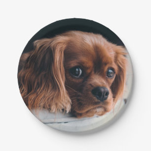 Assiettes En Carton Ruby Cavalier le roi Charles Spaniel