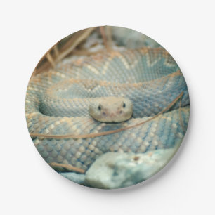 Assiettes En Carton Serpent