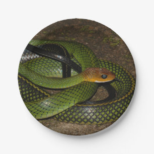 Assiettes En Carton Serpent de rat vert de Bush
