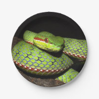 Serpent vert pour des amants de reptile