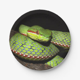 Assiettes En Carton Serpent vert pour des amants de reptile