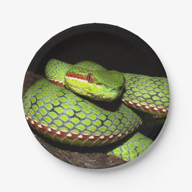 Assiettes En Carton Serpent vert pour des amants de reptile (Devant)