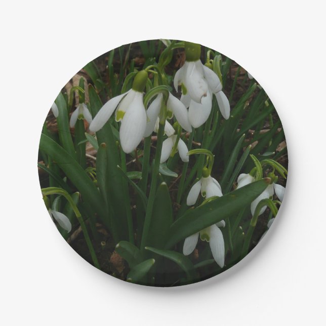 Assiettes En Carton Snowdrops I (Devant)