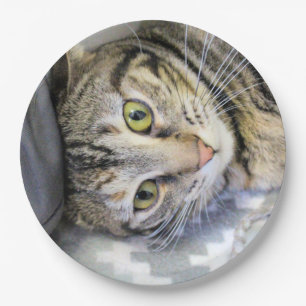 Assiettes En Carton Tigre