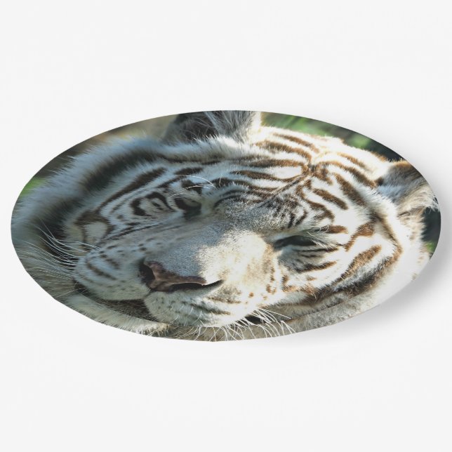 Assiettes En Carton Tigre blanc (Angle)