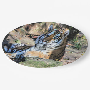 Assiettes En Carton Tigre du Bengale se reposant sur un rocher de forê