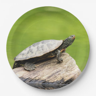 Assiettes En Carton Tortue peinte sur une bille