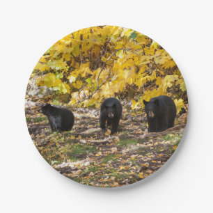 Assiettes En Carton Trois ours