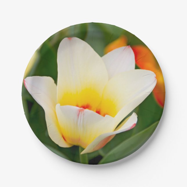 Assiettes En Carton Tulipe Blanche (Devant)