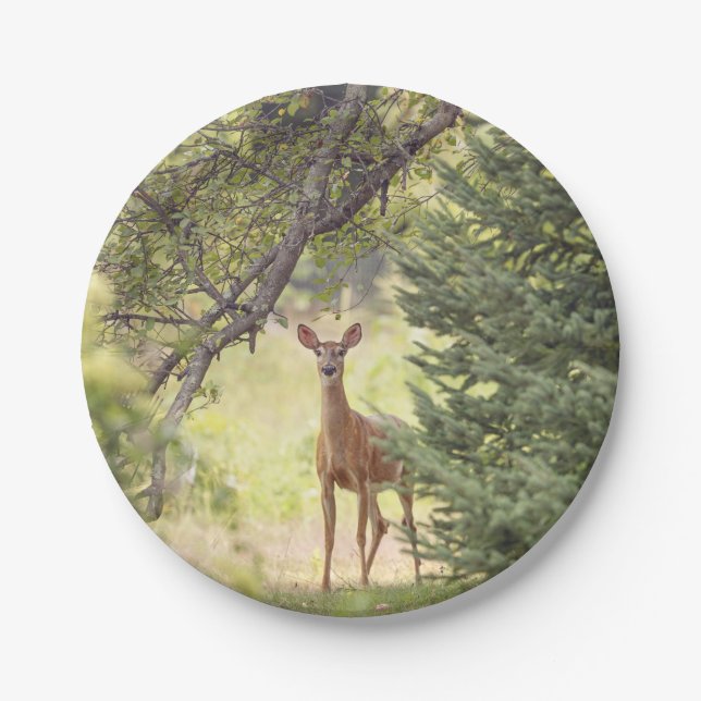 Assiettes En Carton Un cerf solitaire  (Devant)