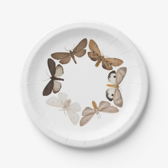 Assiettes En Carton Un plat de mite (Devant)