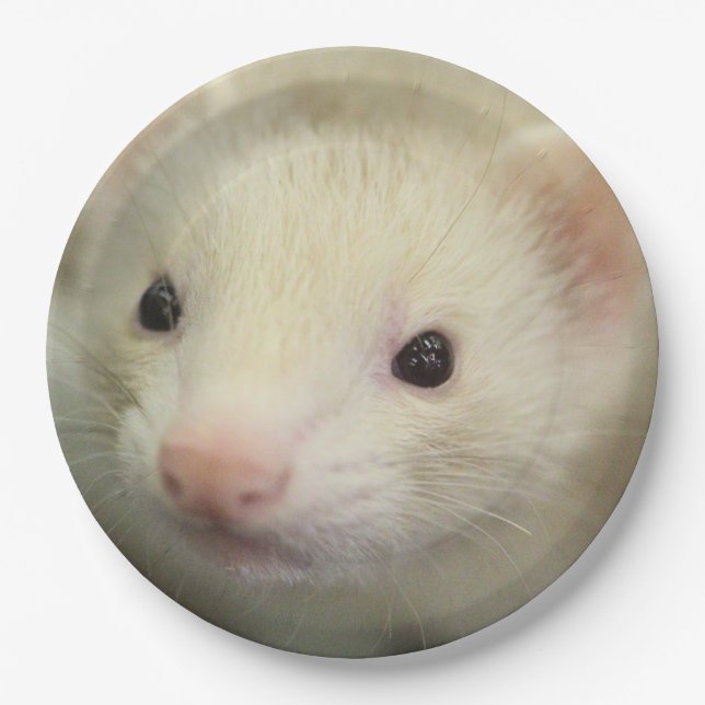 Assiettes En Carton Visage de furet (Devant)