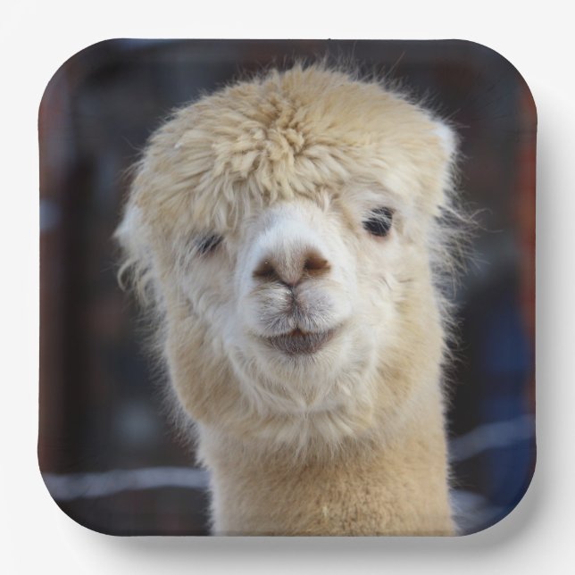 Assiettes En Carton Visage mignon d'alpaca         (Recto)