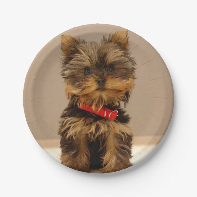 Assiettes En Carton Yorkshire Terrier (Devant)