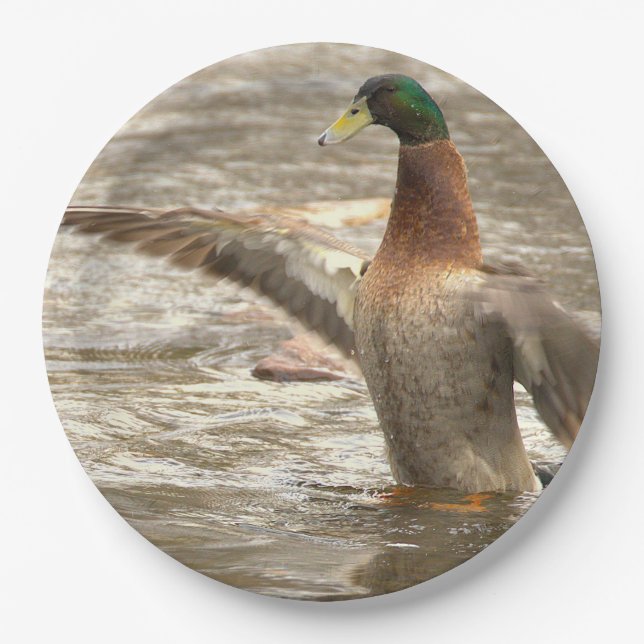 Assiettes en papier Canard colvert (Devant)