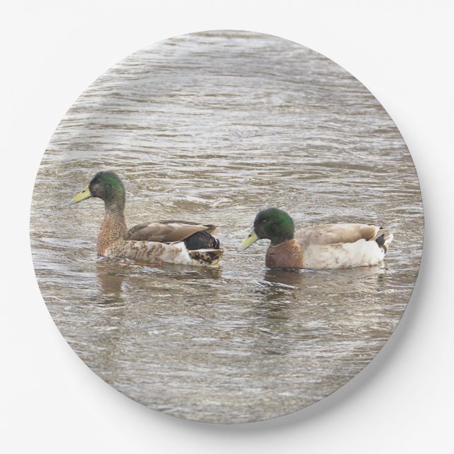 Assiettes en papier photo canards colverts (Devant)