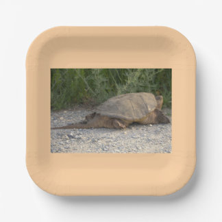 Assiettes en papier Tortue